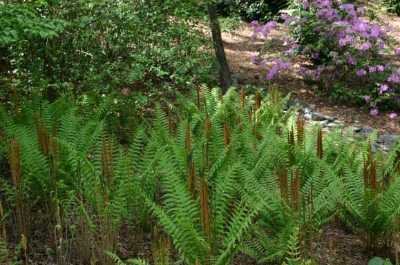 1 Cinnamon Fern Wild Native~WOODLAND GARDEN~ Naturalize BARE ROOT CROWN