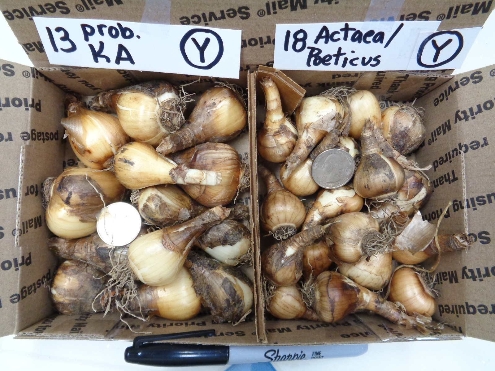 31 DAFFODIL BULBS 2 VARIETIES Narcissus Jonquils FromMyGarden *PlsREAD*