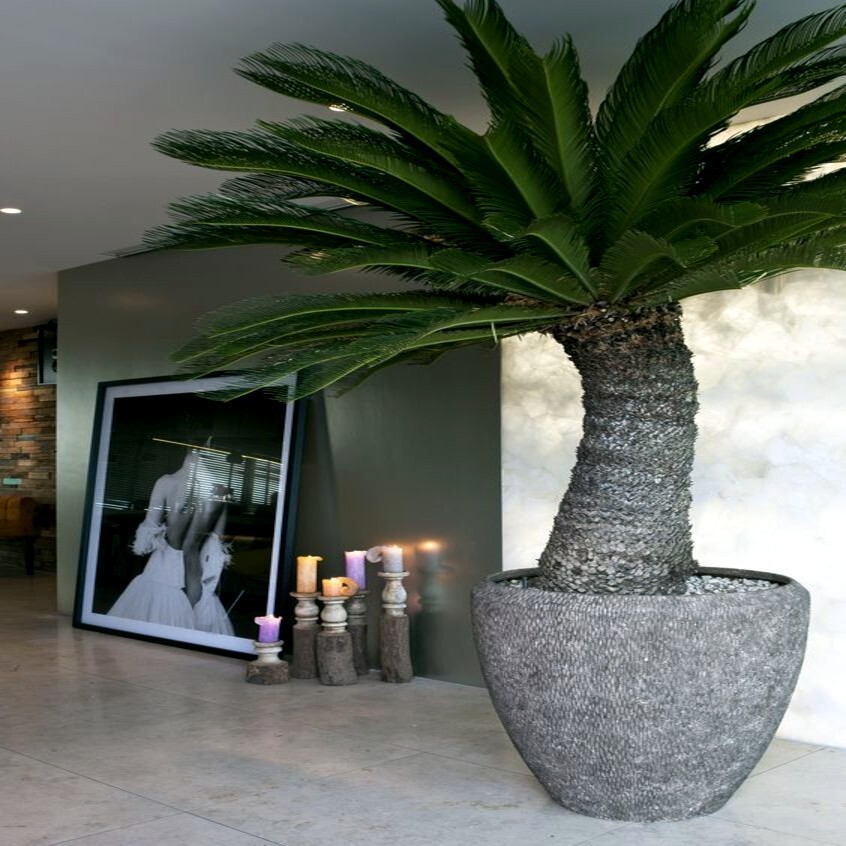 10 King Sago Palm Seeds (Cycas Revoluta) Rare Tropical Prehistoric Cycad Hardy-8