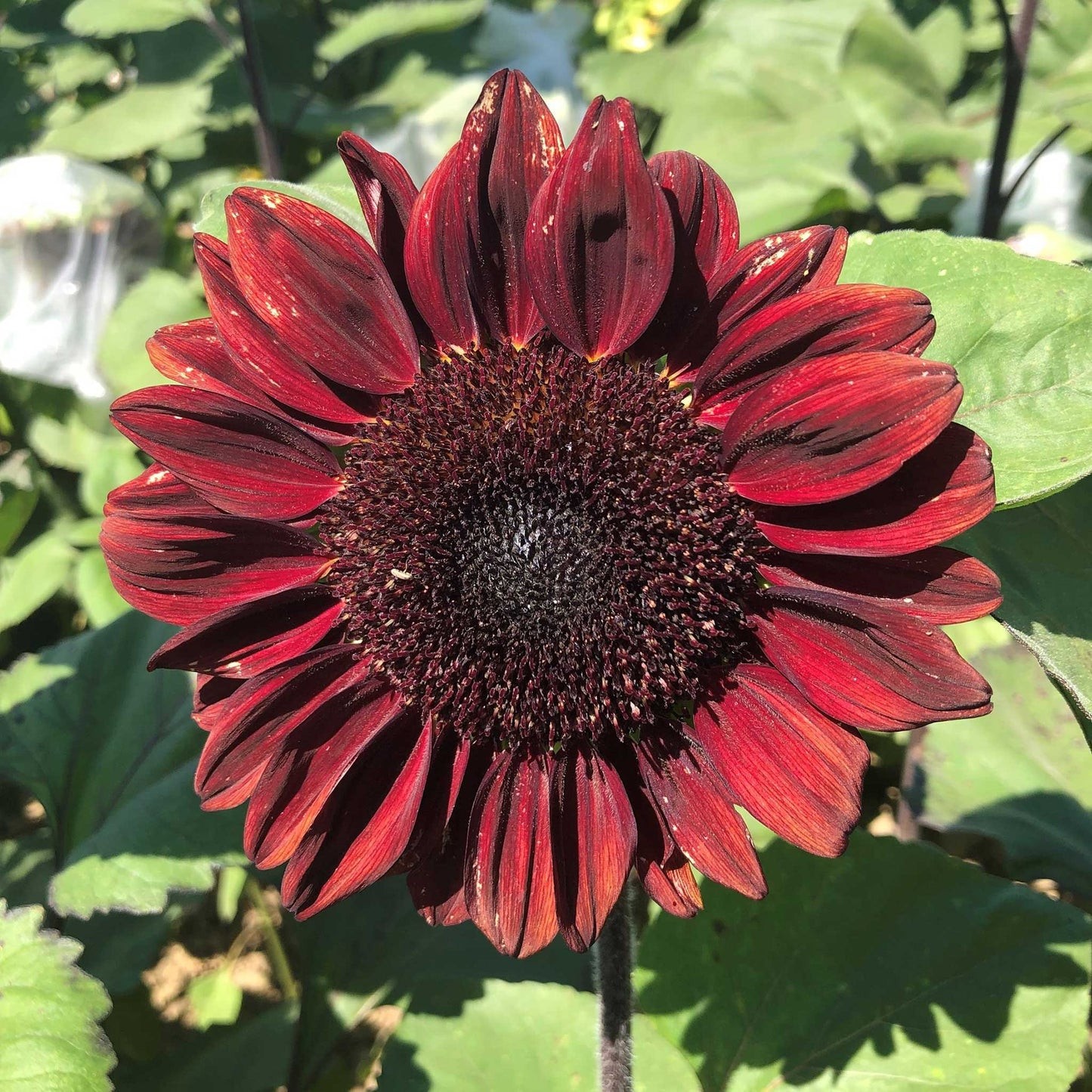 ProCut Red Sunflower Seeds Free Shipping!