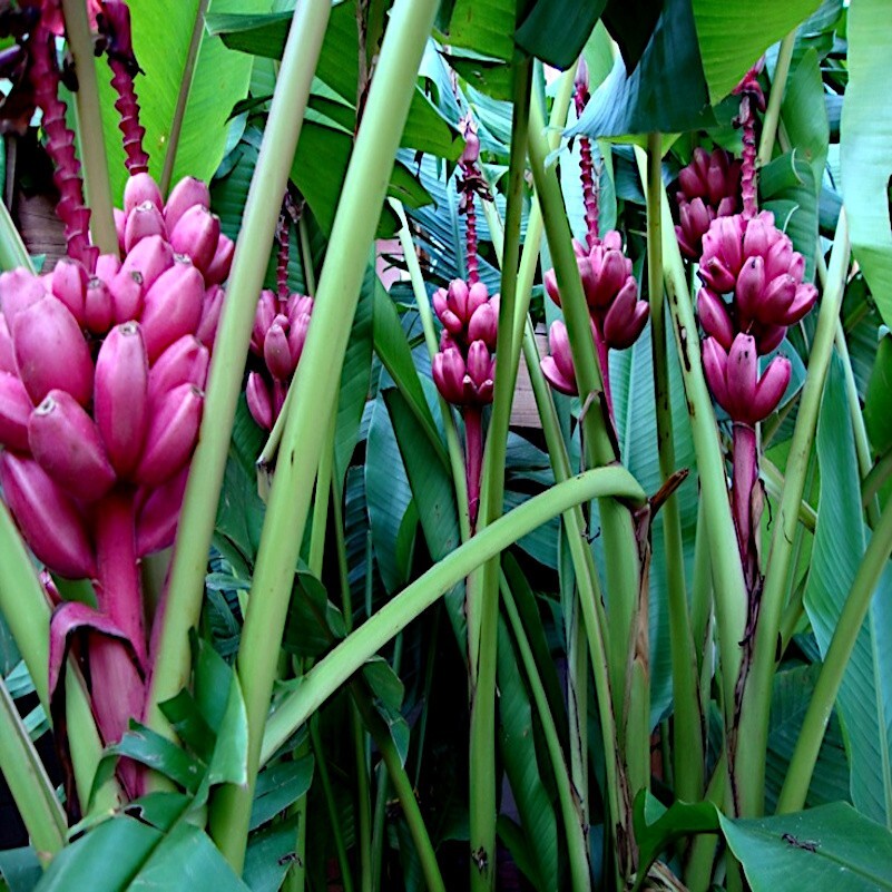 Pink Dwarf Banana Tree Fruit Plant Seeds (Musa velutina) Rare Fast Hardy-Zone 7b