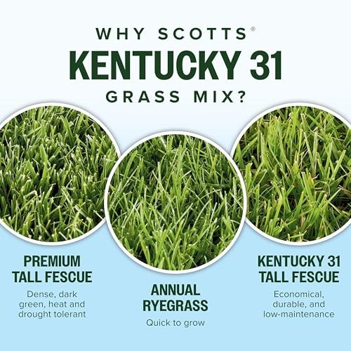 Premium Kentucky 31 Grass Seed Mix – Covers 10,000 sq ft, 40 lb for Lush Lawn