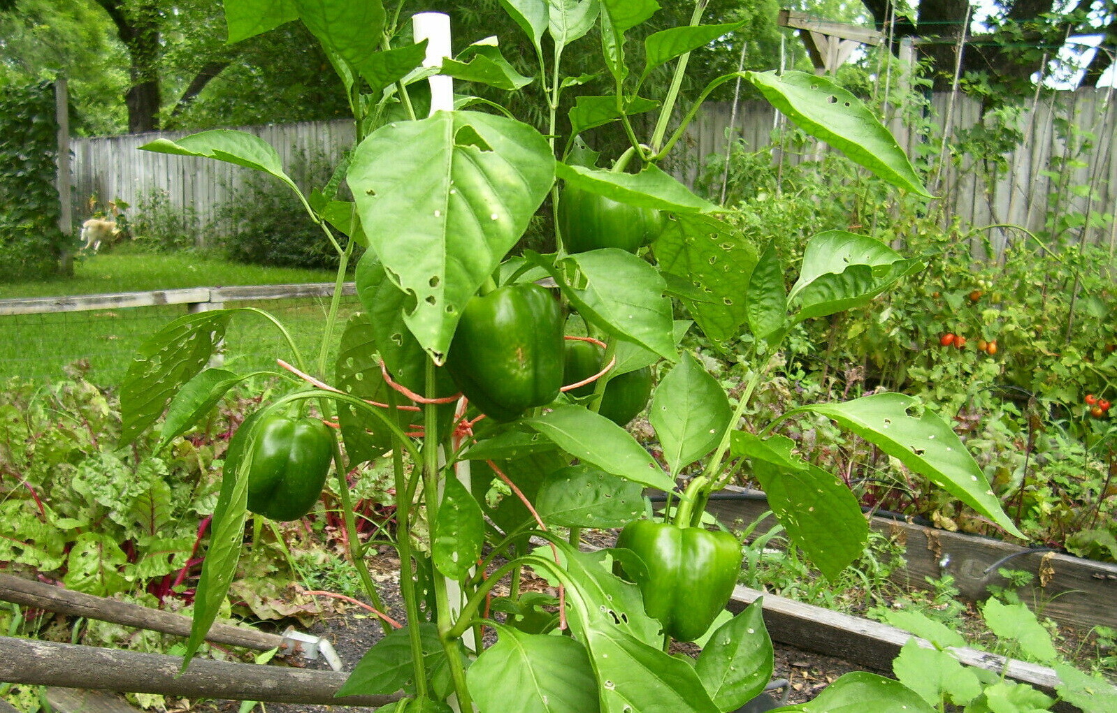 100 Organic Sweet Bell Pepper Seeds California Wonder Heirloom