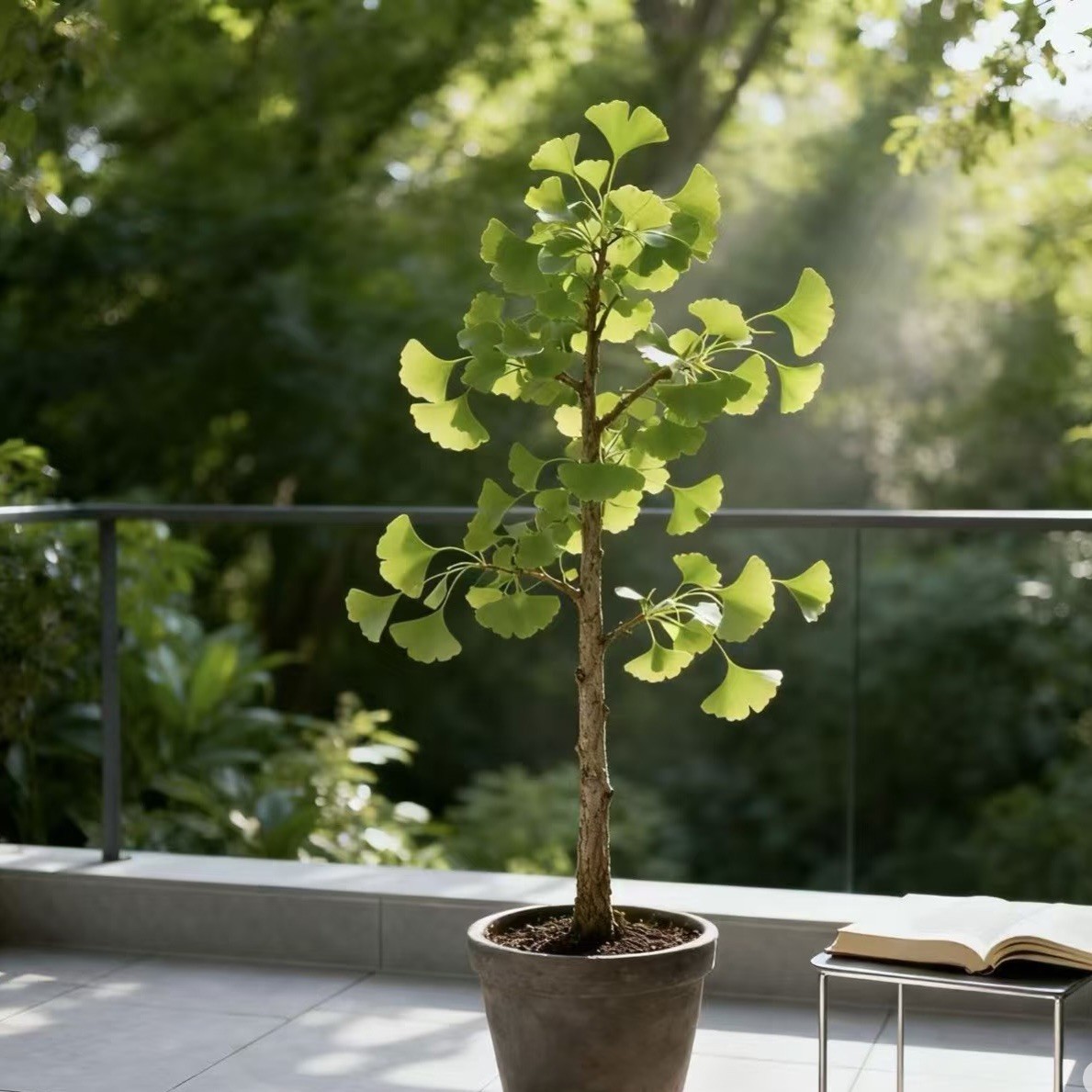 Ginkgo Biloba Tree Maidenhair Tree Fossil Silver 6” hight plant