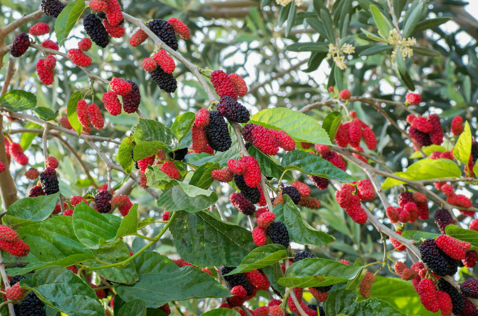 25 Mulberry Tree Seeds Wild Organic Grown Home Orchard Fruit Plant Garden Seed