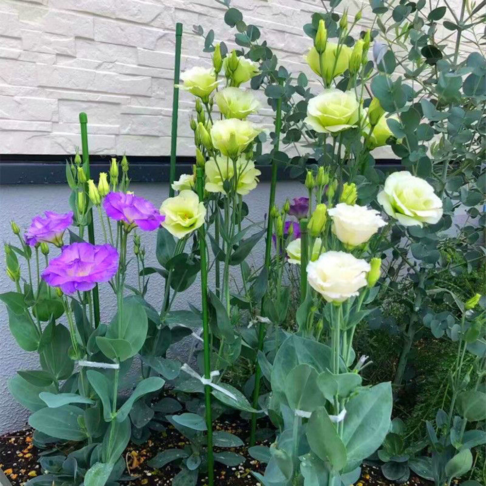 20 SEEDS LISIANTHUS Prairie Gentian for germination flower exotic garden bed