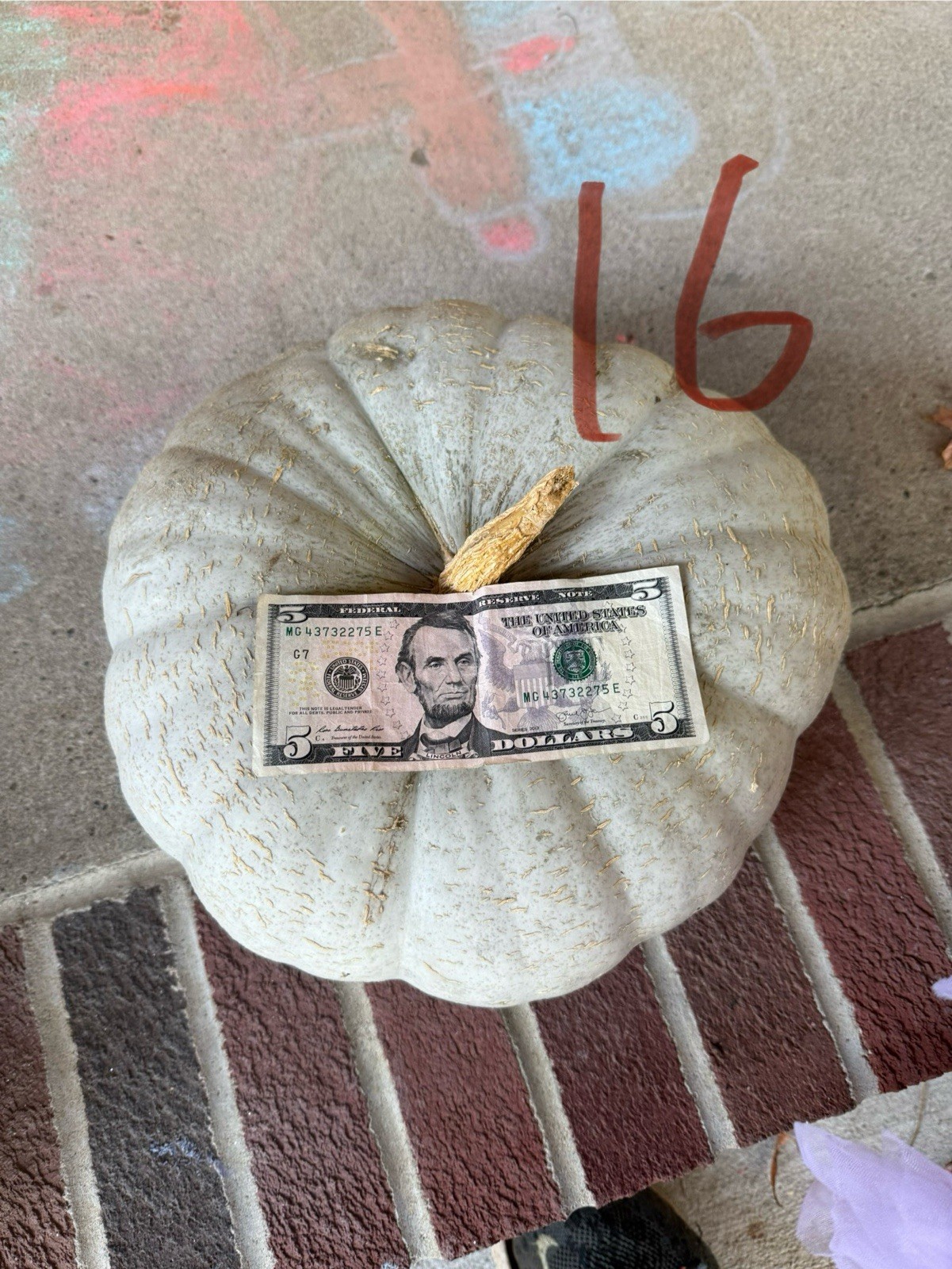Seed #16: Green, Blue, Grey, Flat, Stacker Pumpkin With Small Peanuting. 10 Ct.