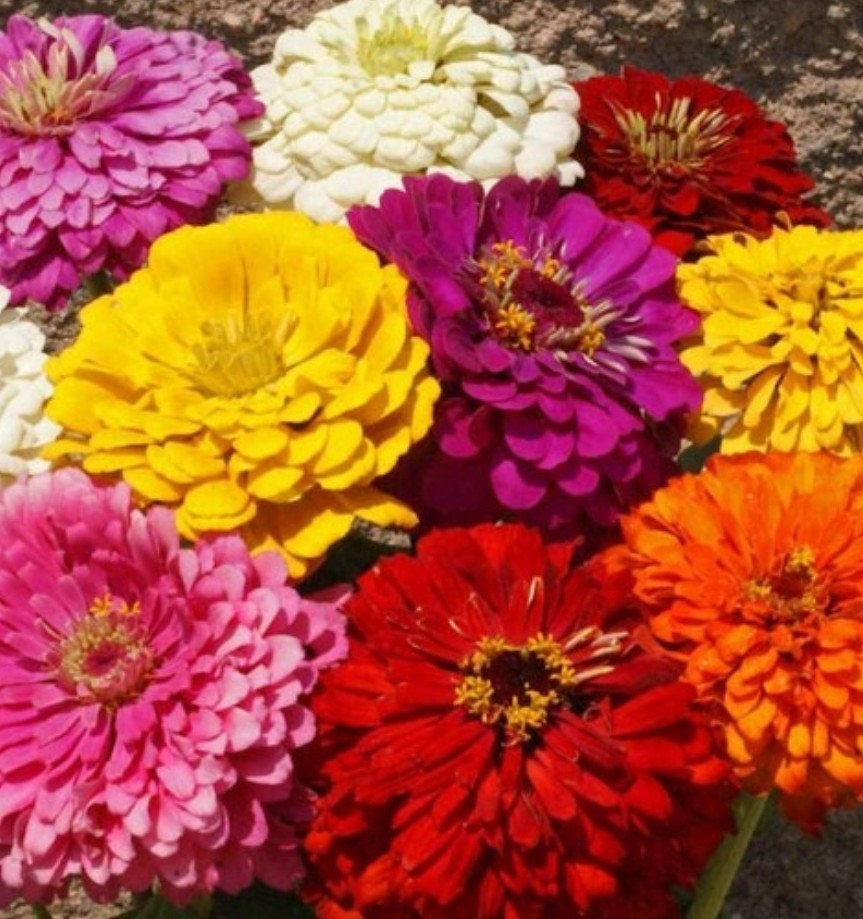 100+ Dahlia Mix Zinnia Seeds **Fresh Seeds** ~~Free Shipping~~