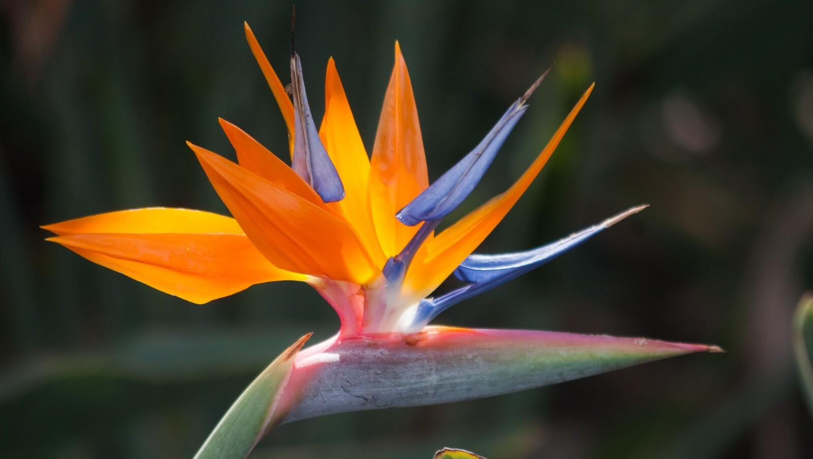 15 Fresh Bird of Paradise Seeds Easy to grow