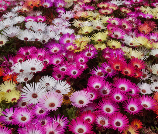 ICE PLANT MIX Dorotheanthus Bellidiformis – 5,000 Bulk Seeds