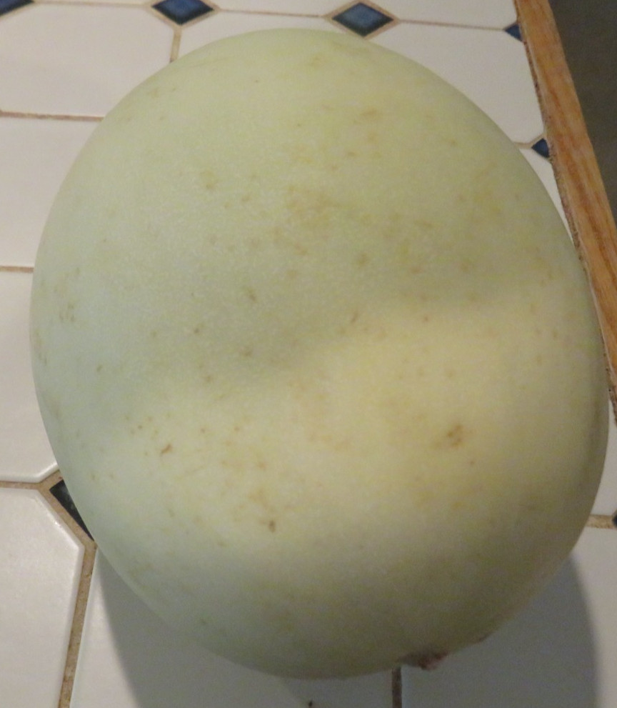 100 PLUS LARGER HONEY DEW SEED NON-GEMO FREE SHIPPING