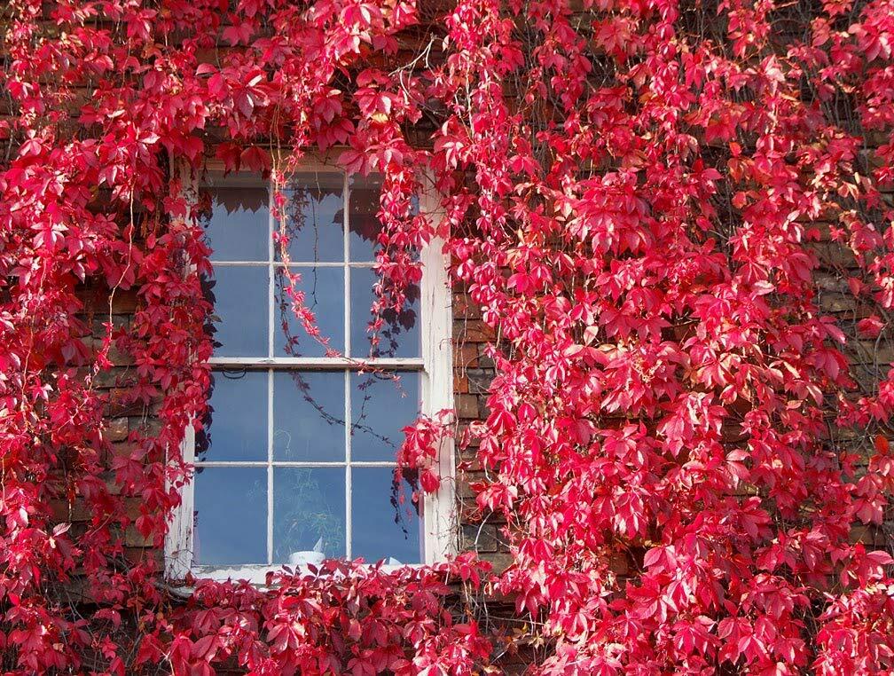 Virginia Creeper Seeds – 25+ Seeds – Parthenocissus quinquefolia