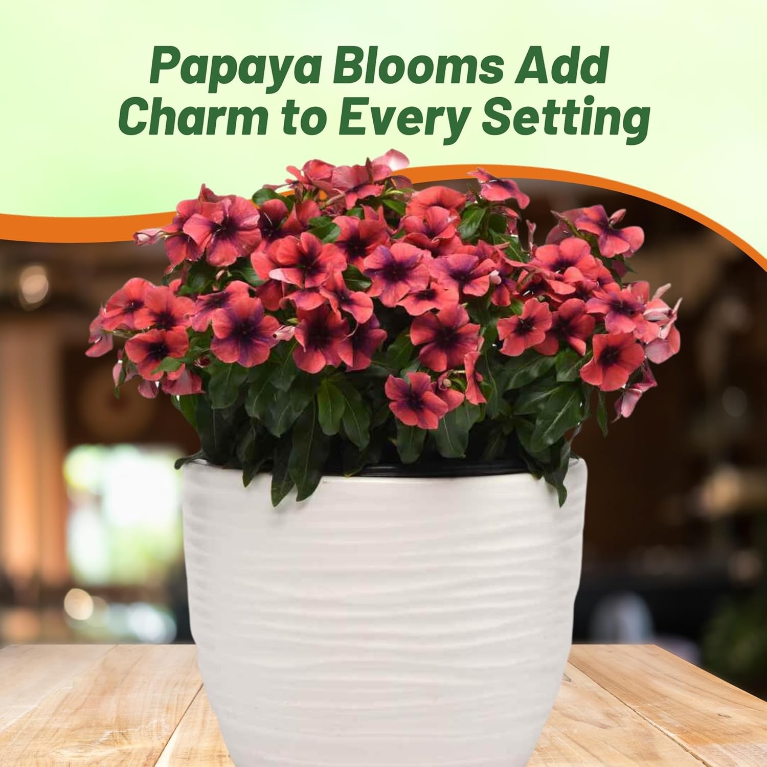 100 Seeds Vinca Papaya Periwinkle Seeds For Planting – Flower Seed For