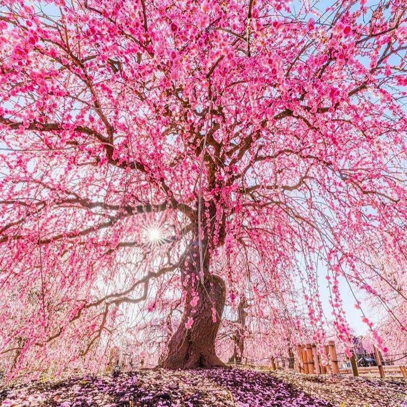 45+ Garden Weeping Cherry Blossoms Seeds for Planting-Non-Gmo Heirloom Plant See