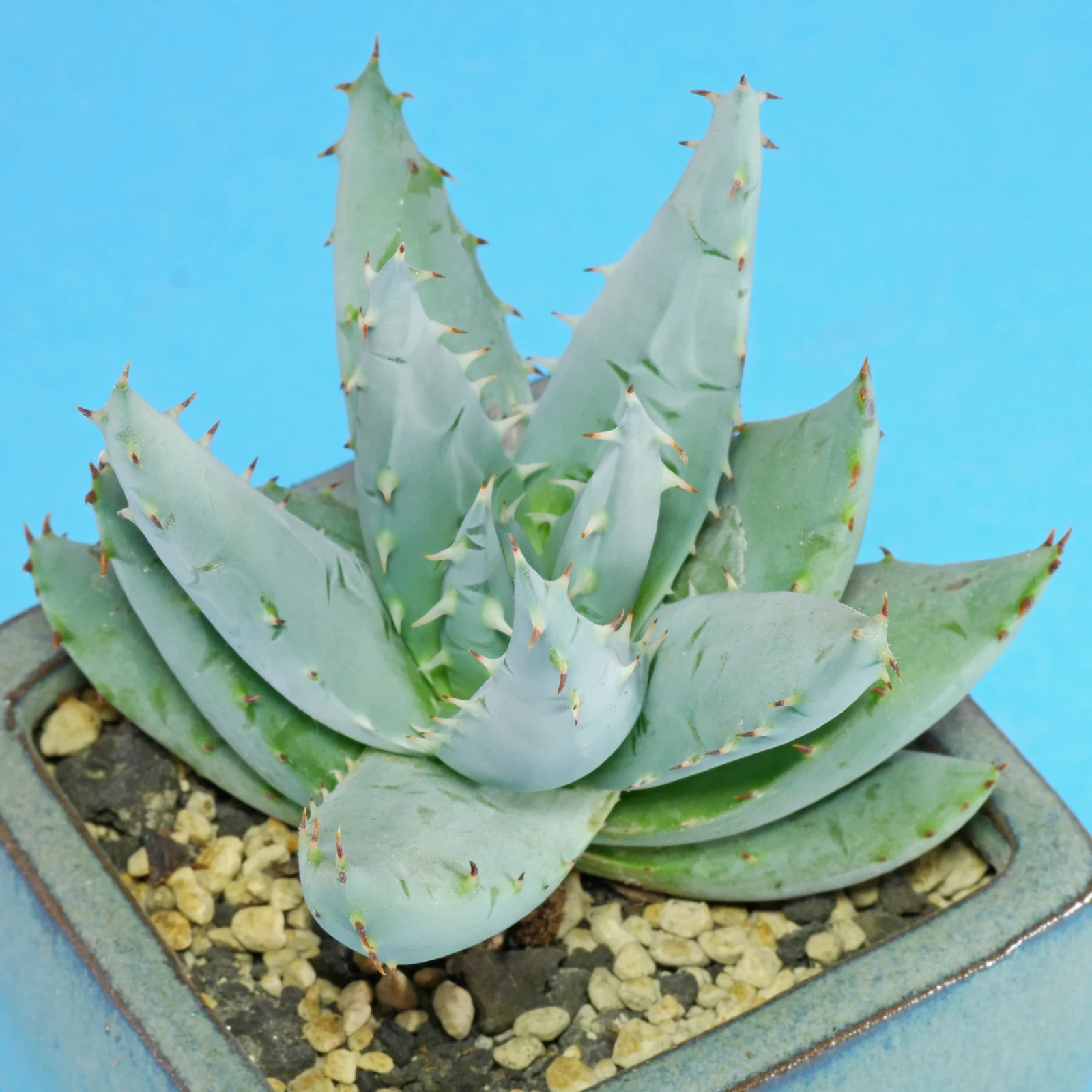 Reitz’ Aloe, Aloe reitzii 5 seeds. Free Shipping!