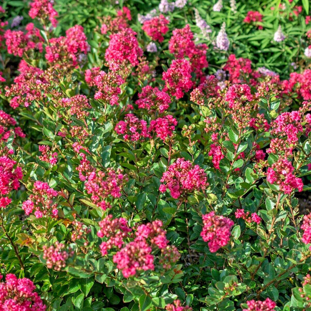 25 RASBERRY DWARF CREPE MYRTLE SEEEDS – Lagerstroemia indica