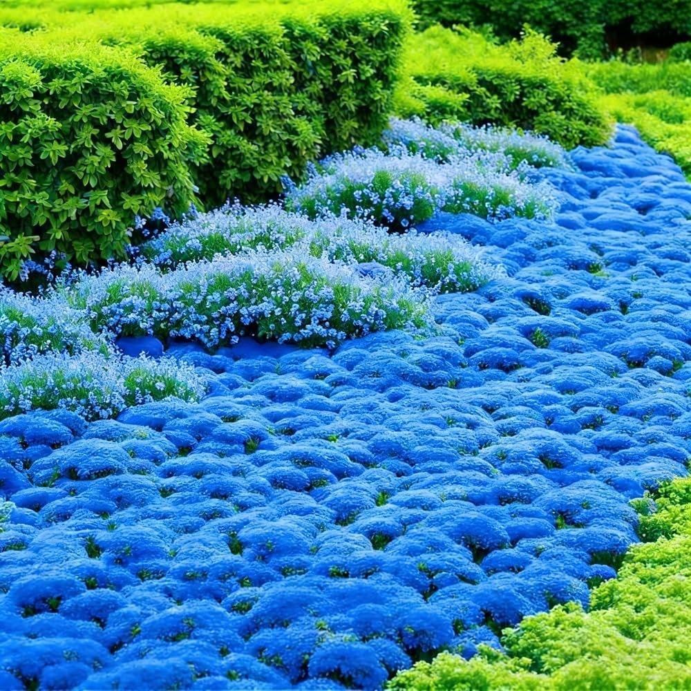 15000-21900+ Blue Creeping Thyme Seeds Ground Cover Blue Woolly Thyme Seeds Non-