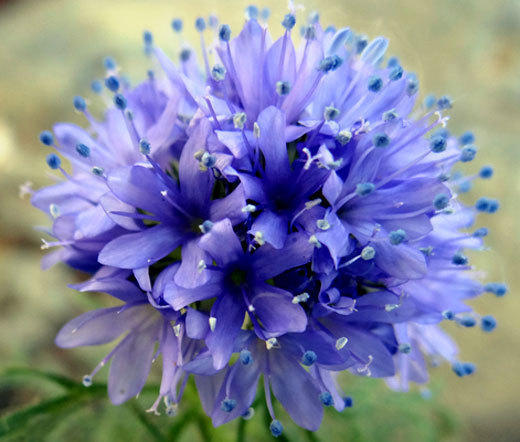 GLOBE GILIA Gilia Capitata – 10,000 Bulk Seeds