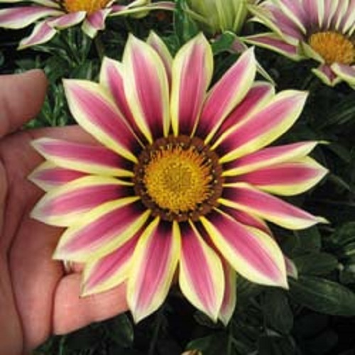 30+ GAZANIA NEW DAY ROSE STRIPE FLOWER SEEDS / DROUGHT TOLERANT RESEEDING ANNUAL
