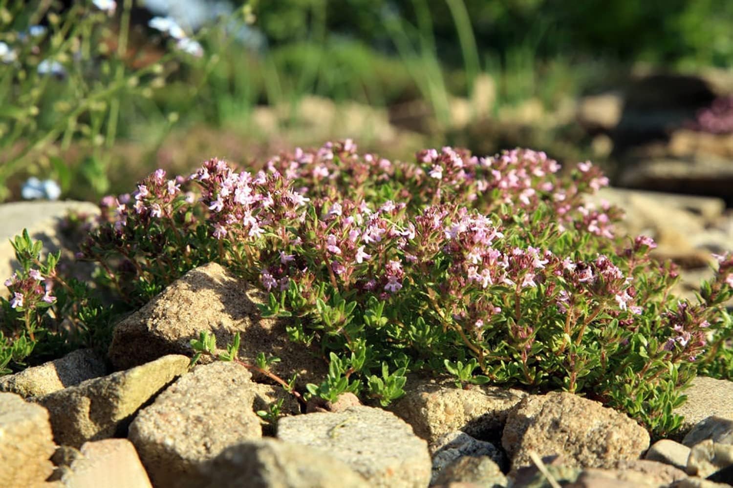10000+ Mix Creeping Thyme Seeds Wild Creeping Thyme Seeds for Planting (Thymu…