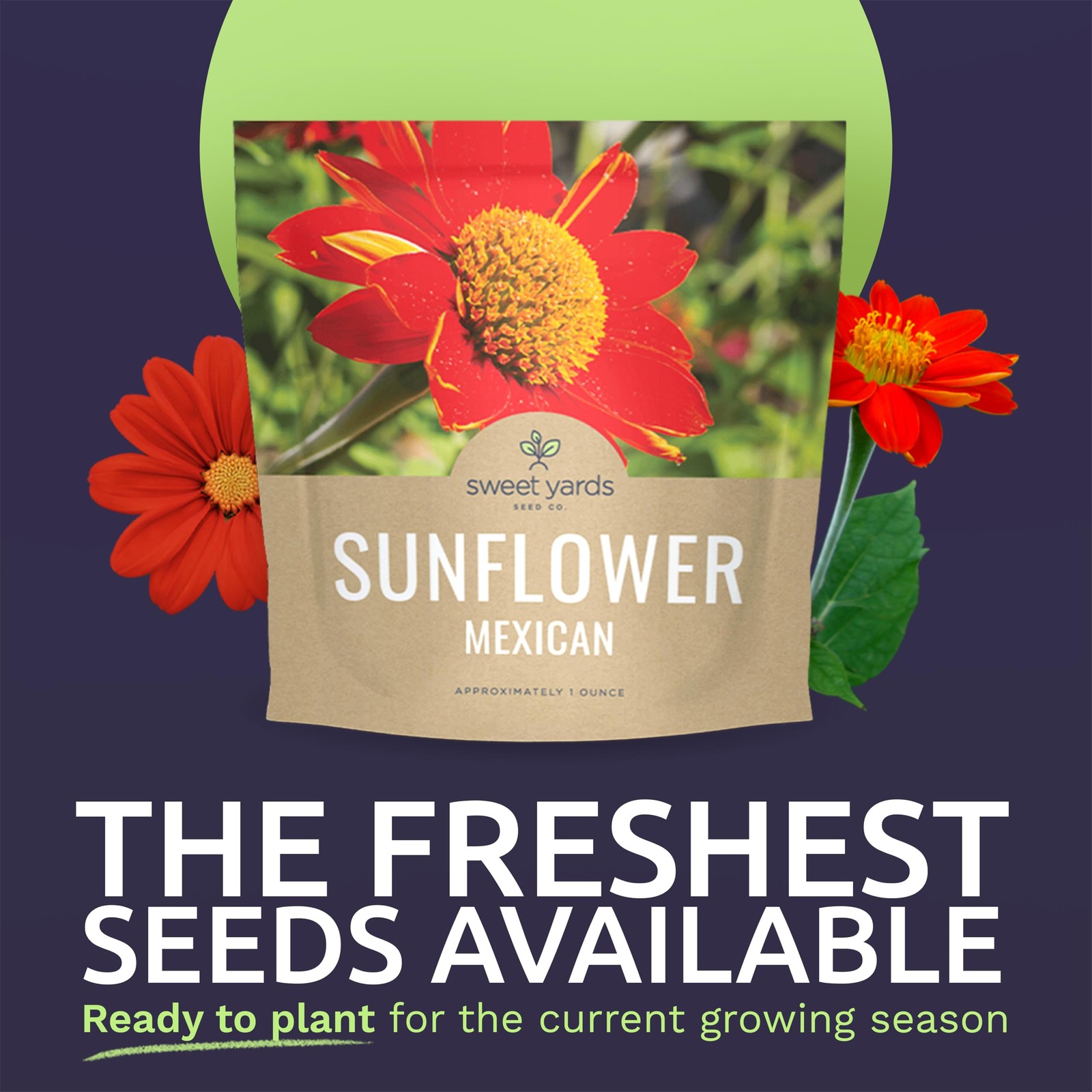 Mexican Sunflower Seeds Extra Large Packet Over 2,500 Seeds Tithonia
