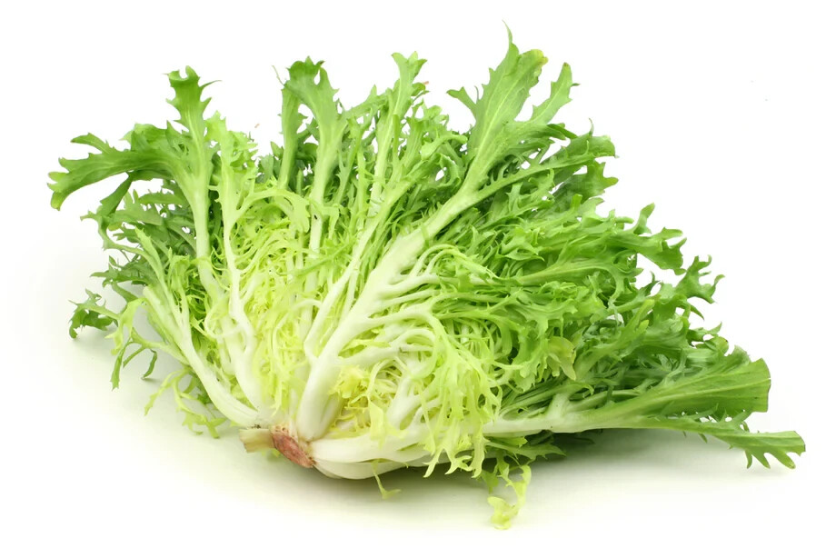 Endive Seeds – Tres Fine – Heirlooms – 1.gram