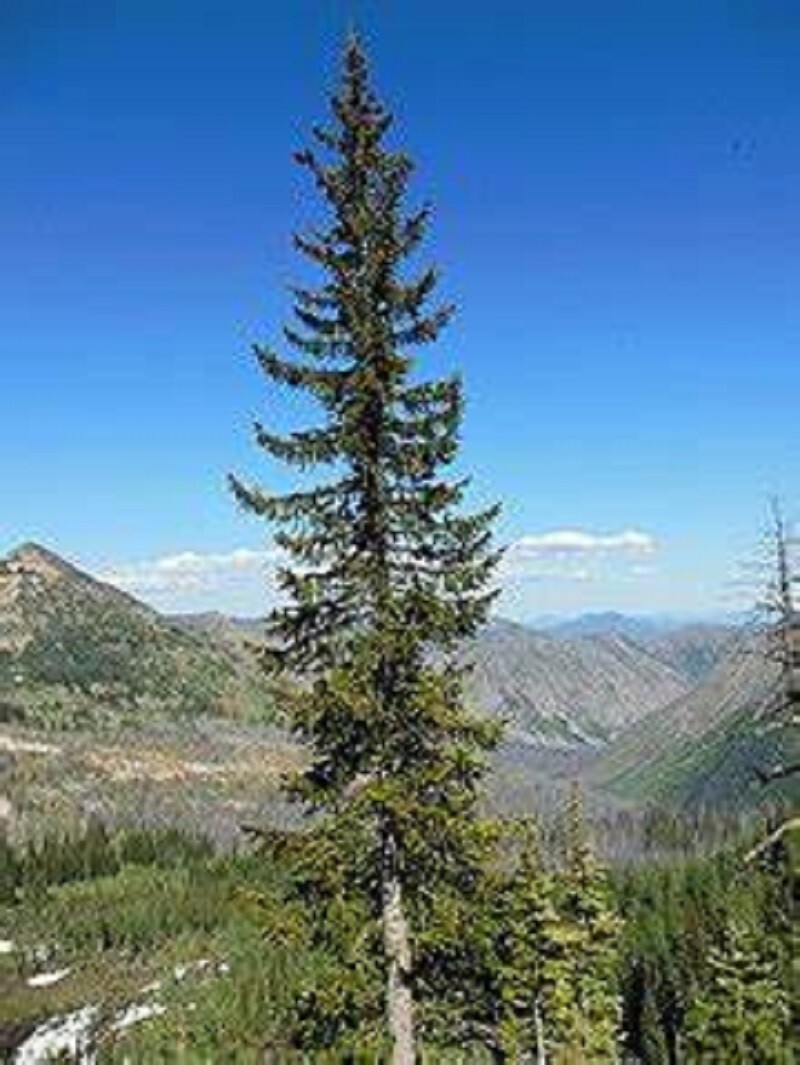 Lutz Spruce Seeds
