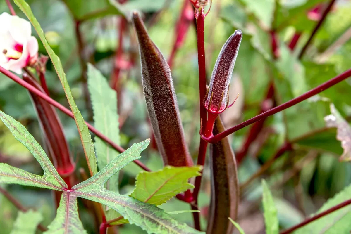 100+ Organic Red Burgundy Okra Seeds Đậu Bắp, 2025 Season, 90% germinate