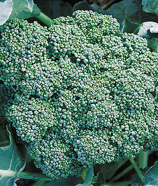 Broccoli Green Sprouting Calabrese 2,500 seeds