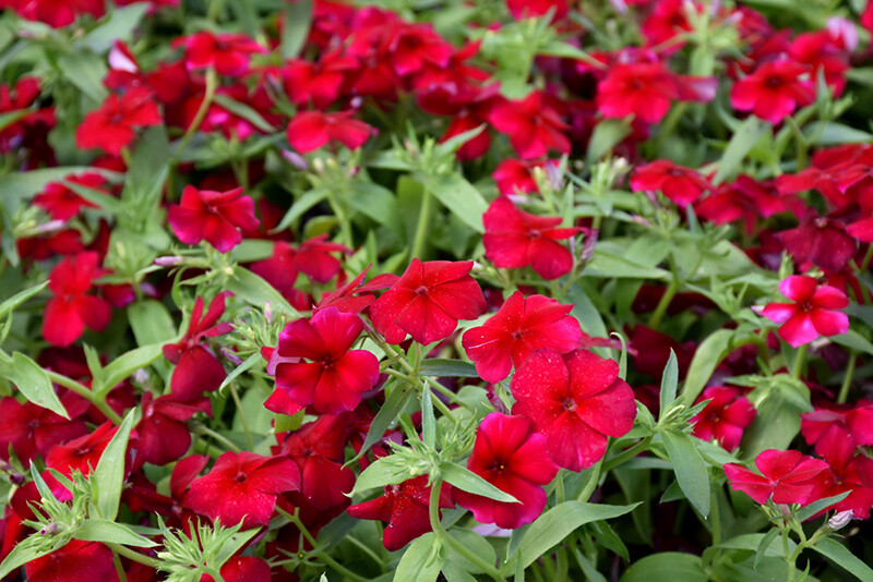 Phlox Red Annual Flower Seeds 100+ Fragrant Heirloom USA Seller FREE SHIPPING