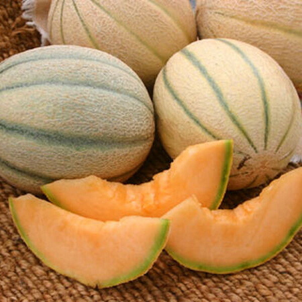 100 Honey Rock Melon Seeds Organic Cantaloupe Muskmelon Heirloom