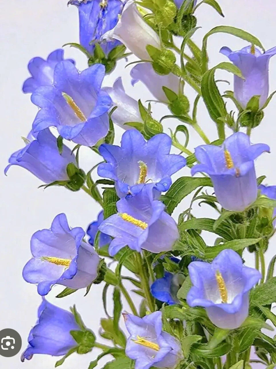1200 Canterbury Bells Seeds, Campanula RainbowFragrant Deluxe Faerie Queen Blue
