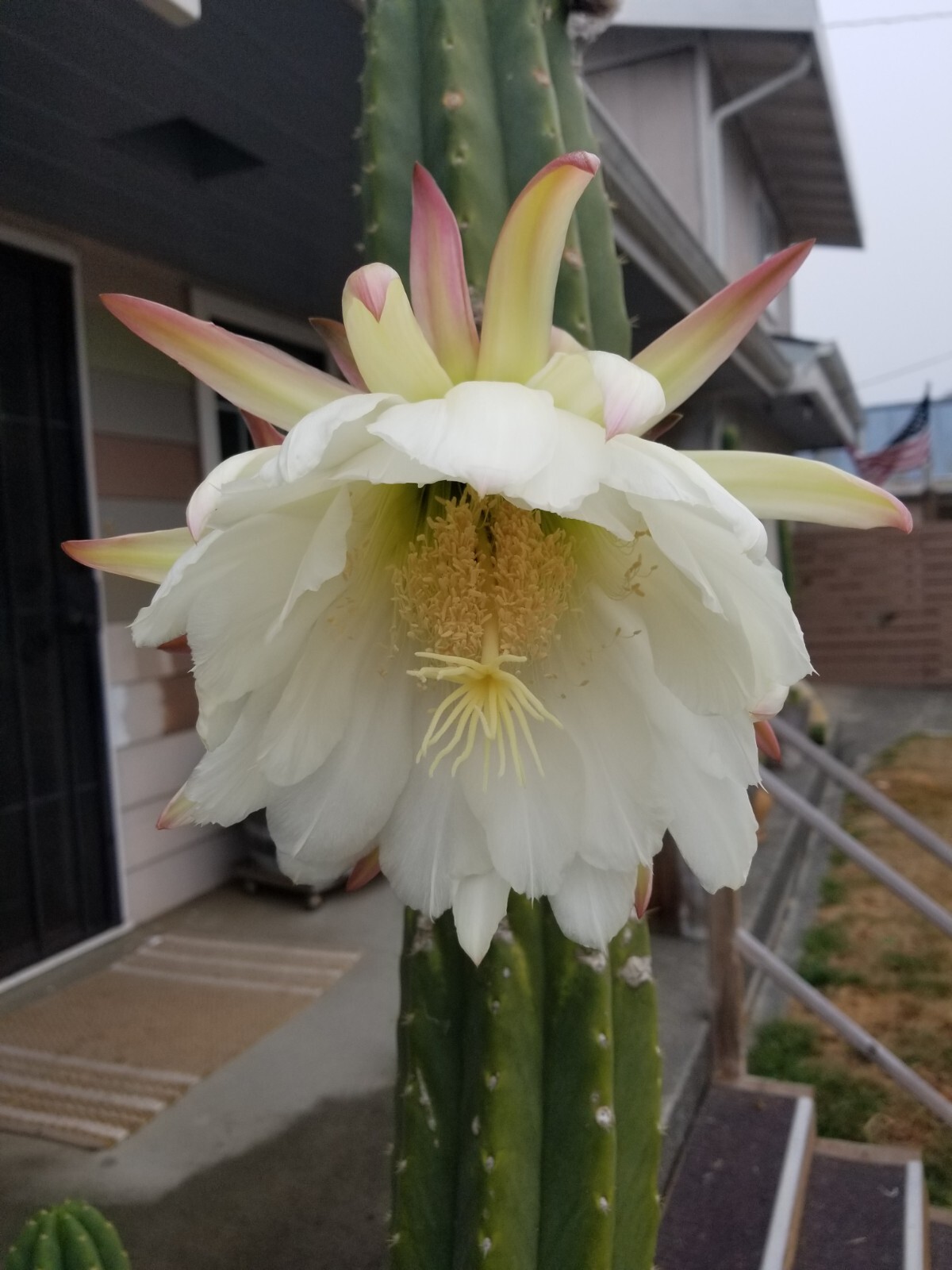 “Huachuma Peruvian Cluster LDSD” Trich. SPX PC. 2 -Ten inch Center cuts. .