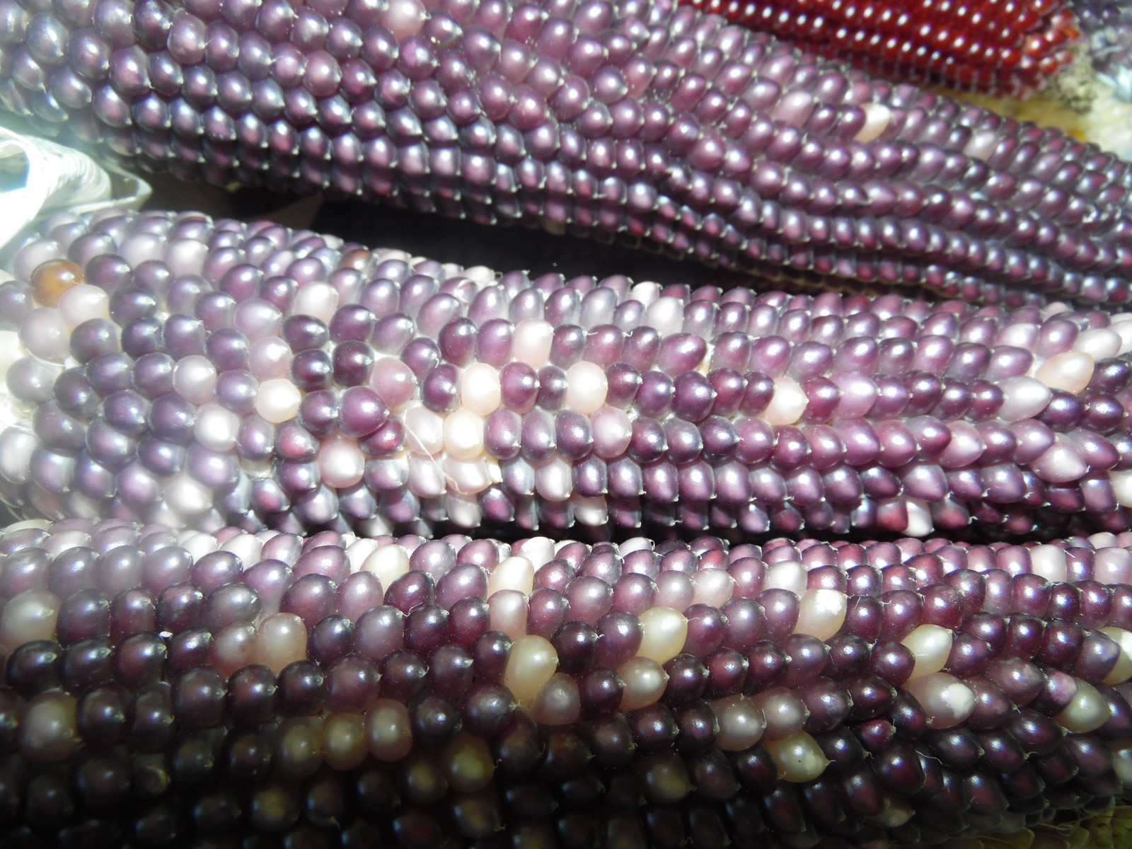 Rainbow Popcorn – 50 Seeds Makes Great Tasting Popcorn KIDS LOVE IT! COMB. S/H