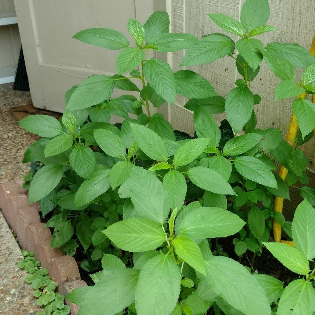 350+ Nalta jute seed Rau Day 1/4 Saluyot Molokhia Egyptian Spinach 黃麻 moroheiya