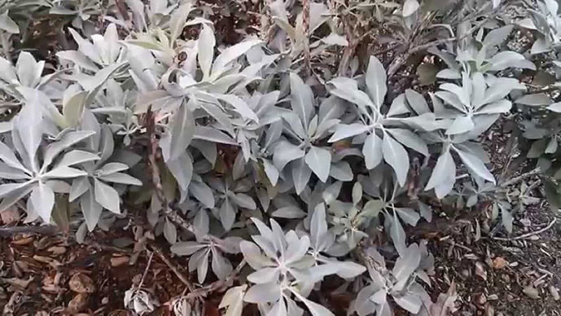 White Sage Seeds 30 Seeds FREE SHIPPING