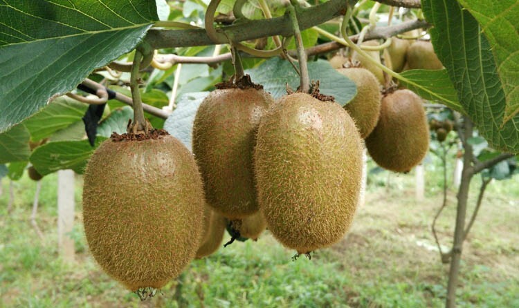 50Green Heart Kiwi Kiwi fresh fruit seed