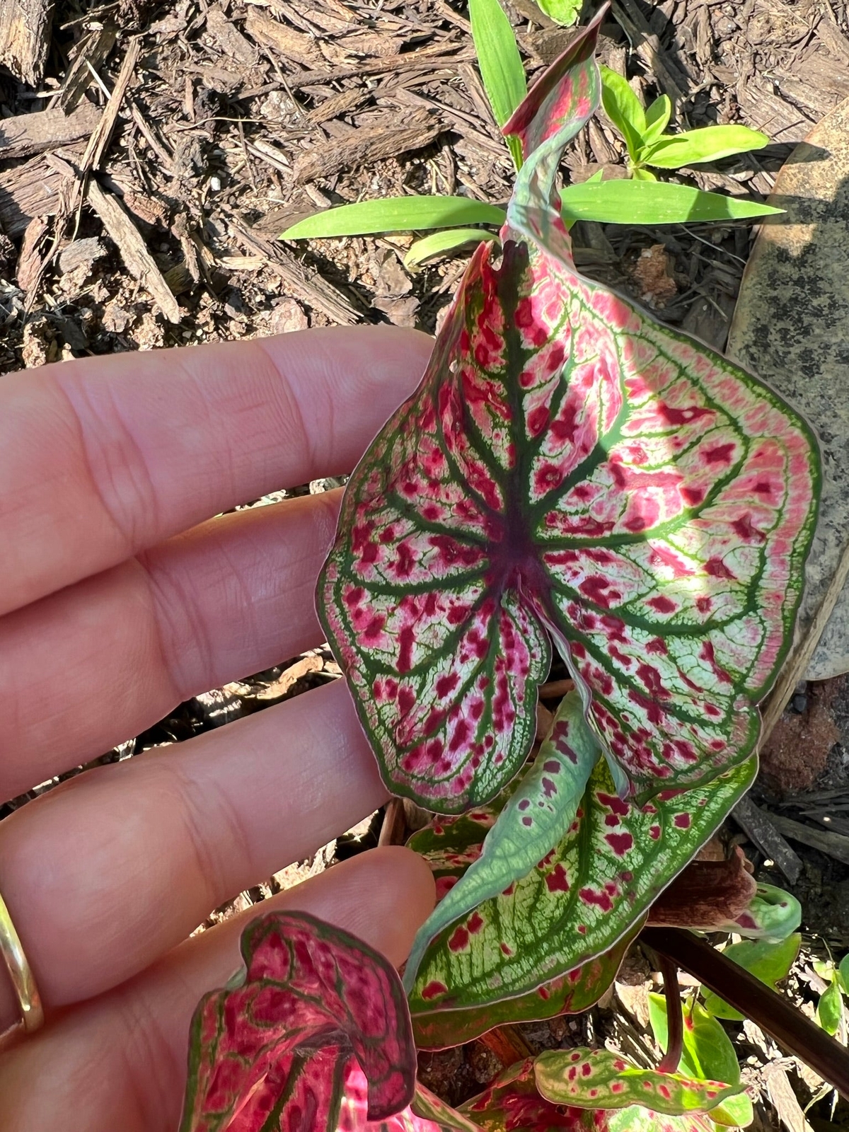 Blue Buddha Farm: ‘Spicy Lizard’ Caladium – Exotic Foliage with a Twist (2