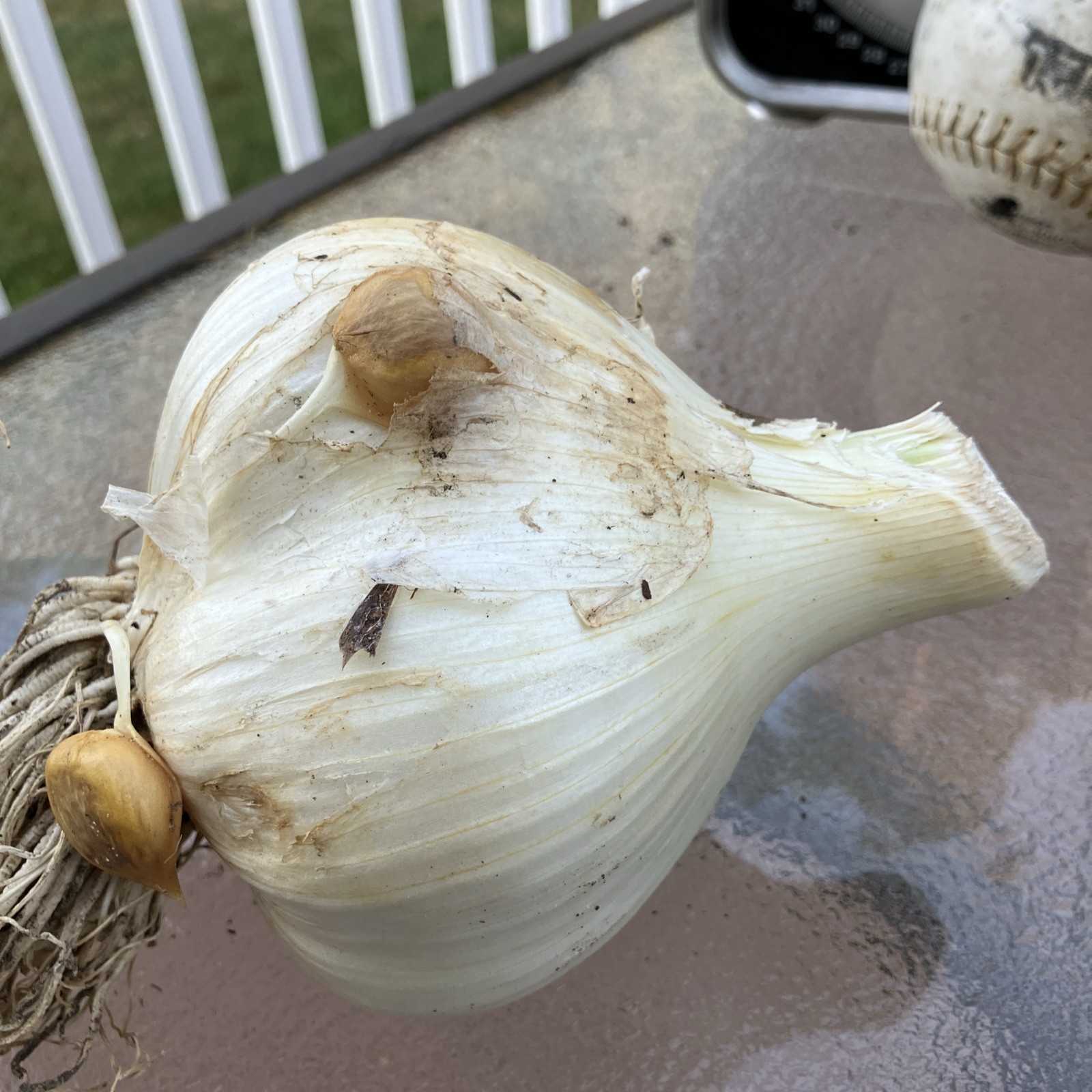 Fresh Pulled Elephant Garlic- Great To Cook/ Plant 1 XXLarge Softball Size Bulb