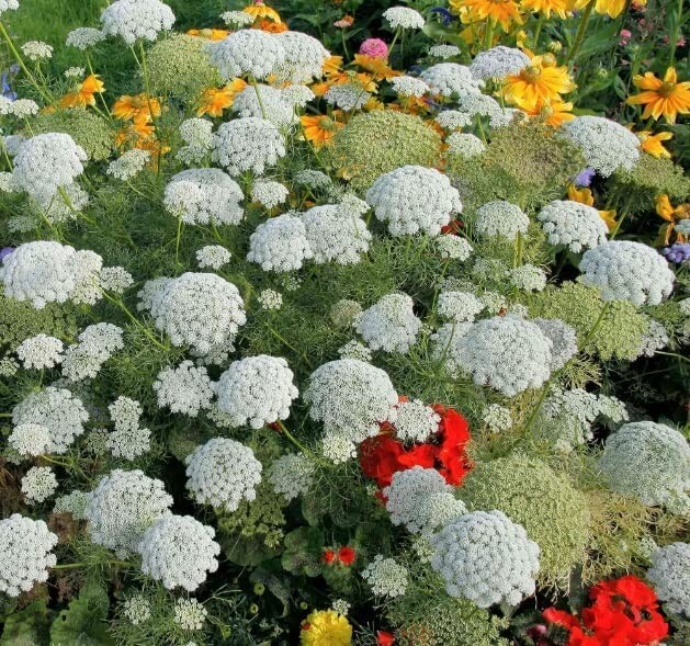 100 Bishop’s Flower Seeds for Planting Exotic Garden Flowers Made in USA