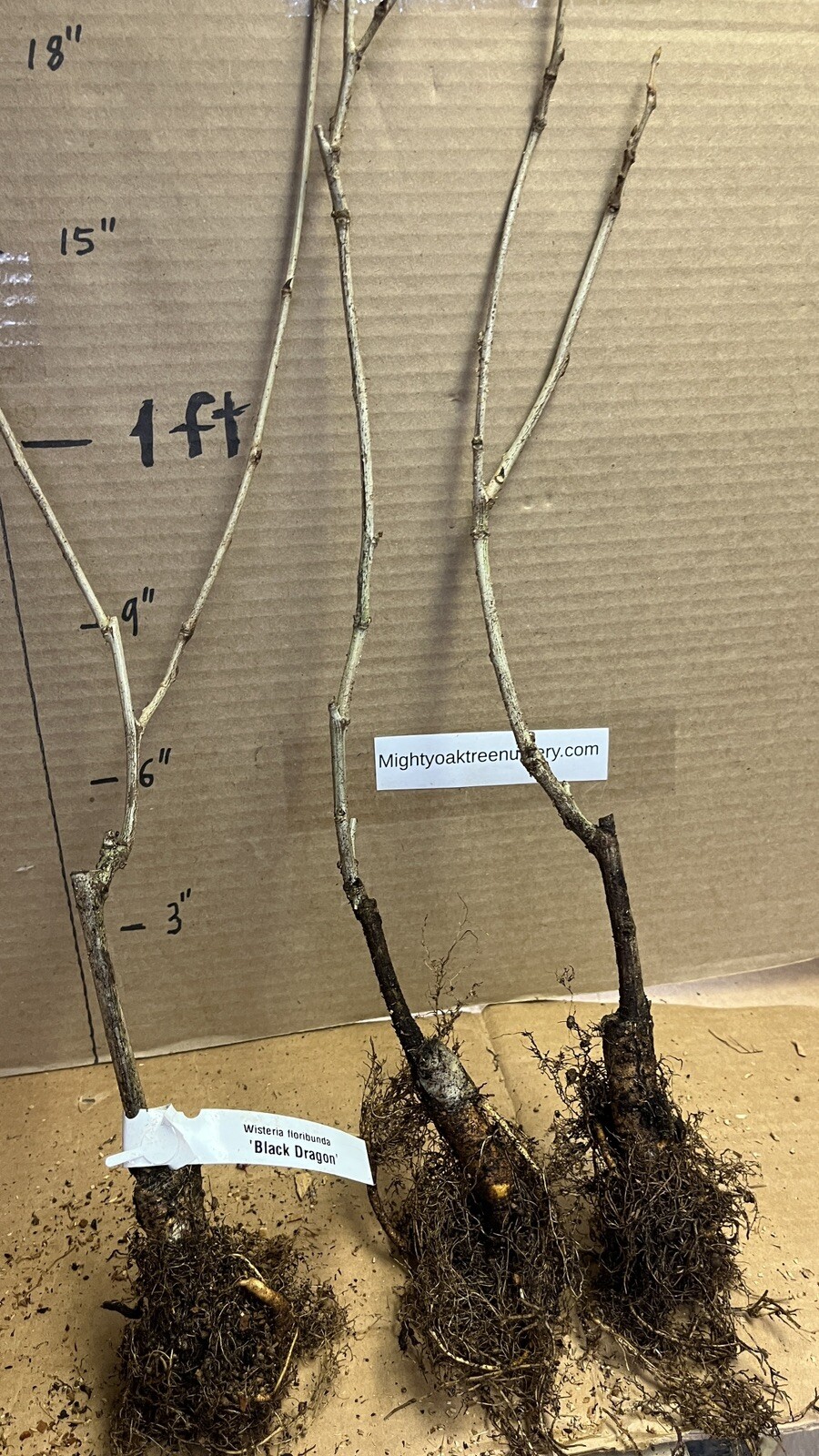 Wisteria floribunda Black Dragon (Double flowering variety) 1 yo grafted plant