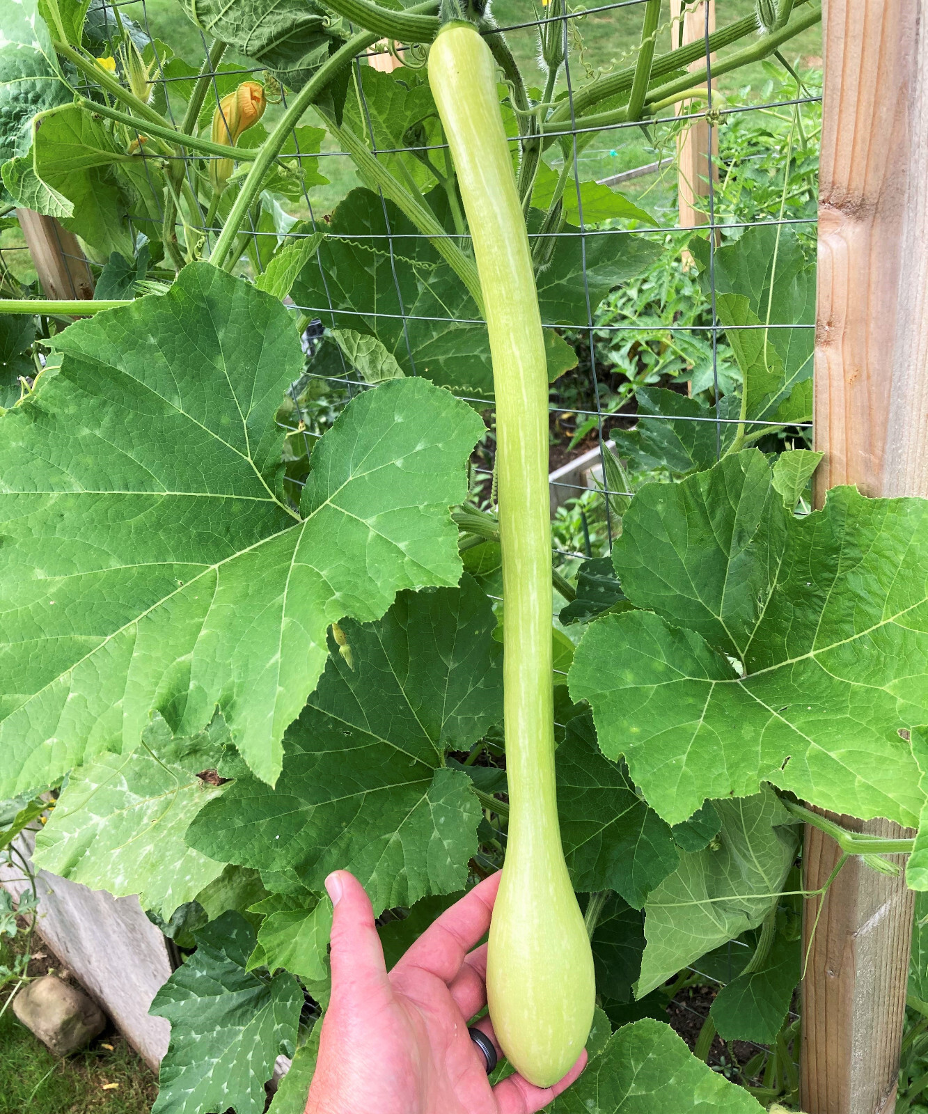 Tromboncino Squash Seeds | Italian Zuchetta Cucuzzi Snake Gourd Bottle Seed 2023