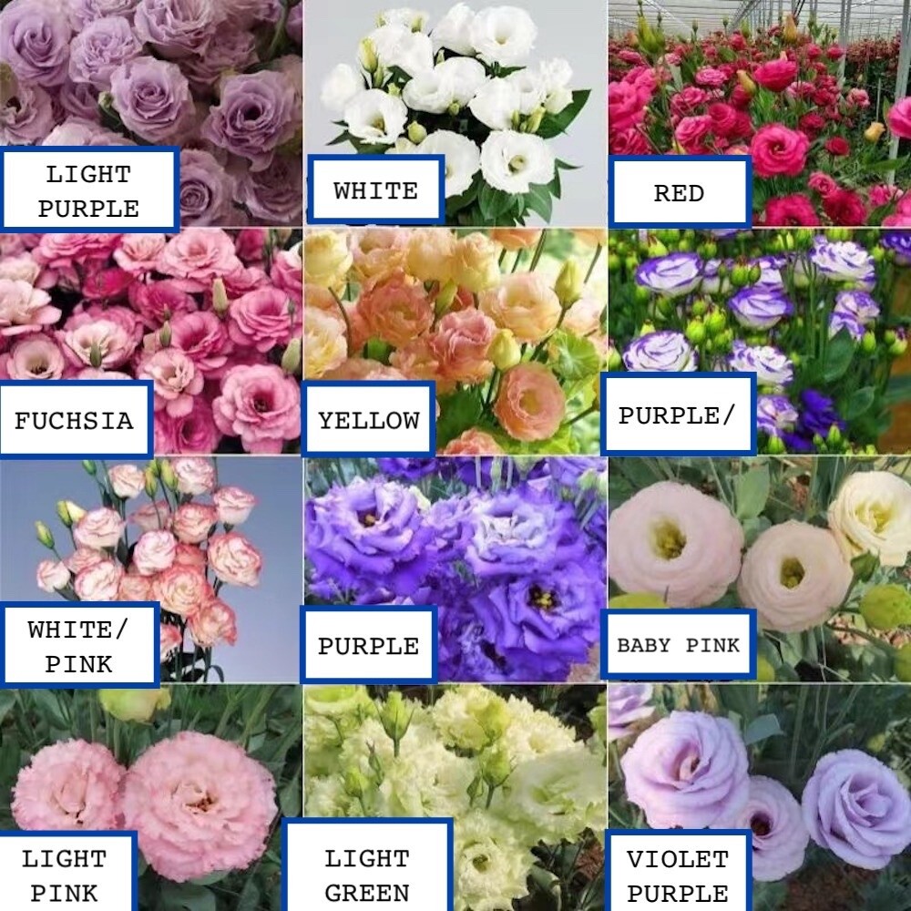 20 SEEDS violet purple LISIANTHUS (Prairie Gentian) Eustoma flower USA Seller