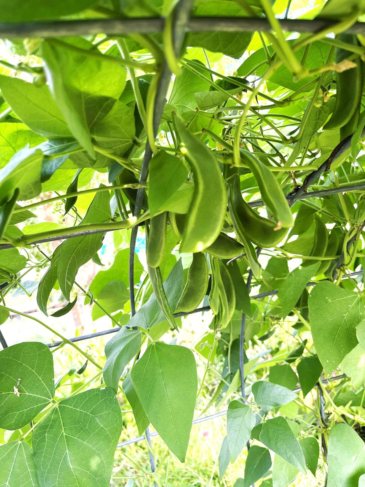 King of The Garden Pole Lima Bean Seeds | Giant Heirloom Limas Beans Seed 2025