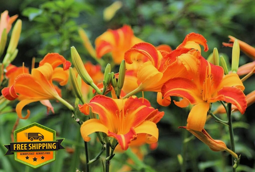 50PCS Daylily Hemerocallis Seeds Mixed Color Heirloom Flower Seeds