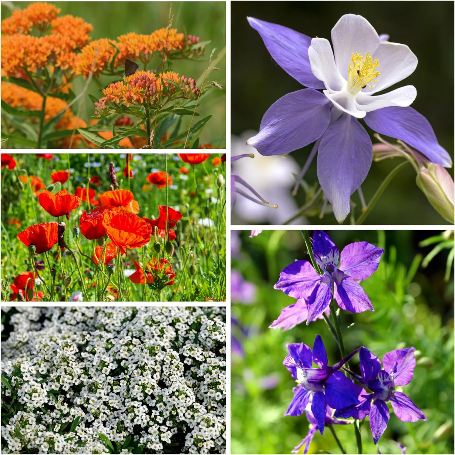 Flower Seeds Hummingbird and Butterfly Seed Mix 1 Ounce No Filler | 23 Varieties