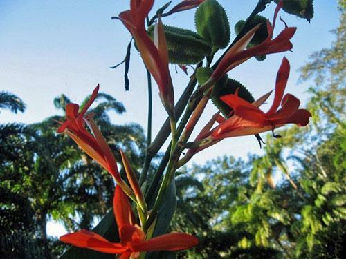 Canna tuerckheimii | Giant Canna Lily | 5 Seeds