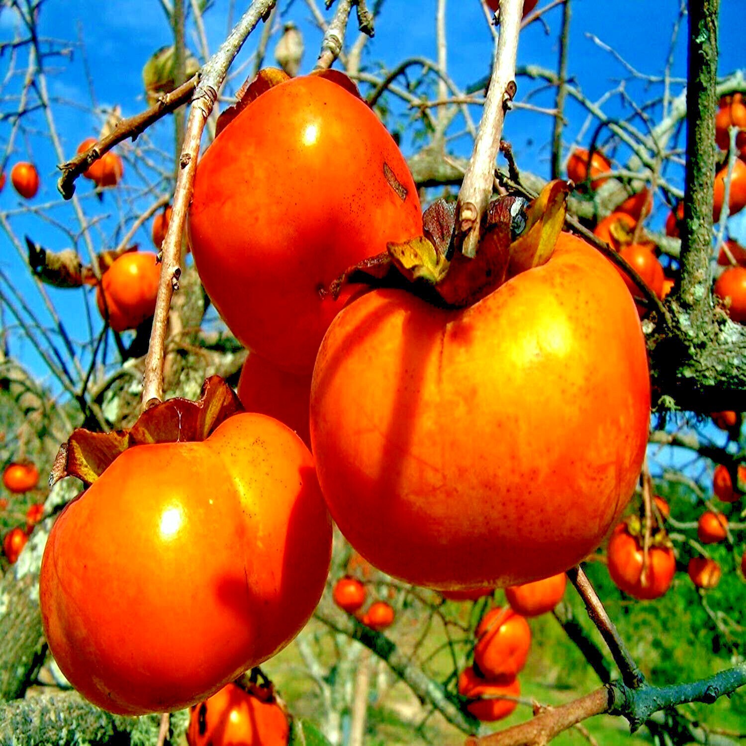 5 JAPANESE PERSIMMON TREE SEEDS (Diospyros Kaki) Asia Hardy Garden Fruit Plant