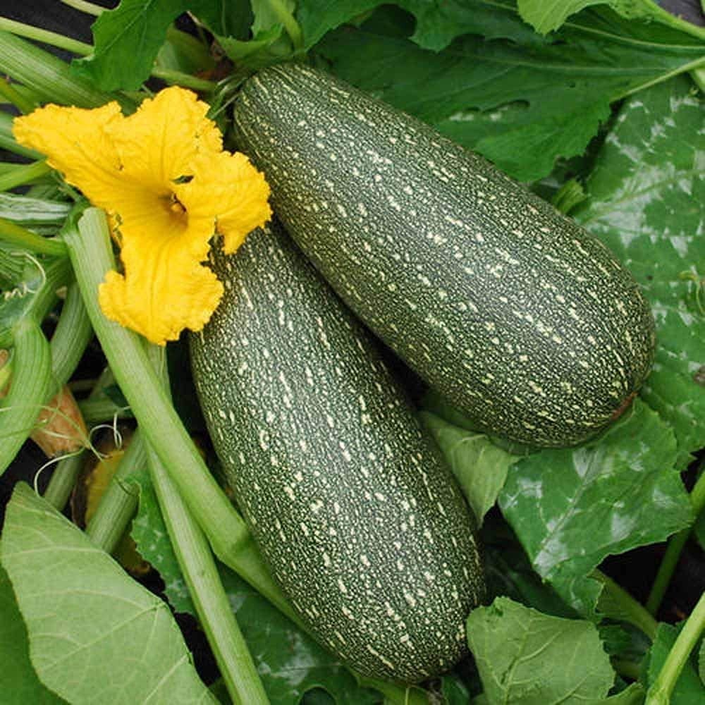 Grey Zucchini Squash Seeds, 25 Non-GMO Seeds, Classic Favorite Since 1950s