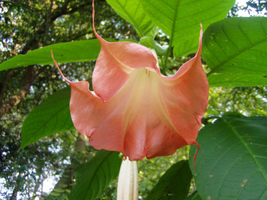 Brugmansia L’Amour 4 seeds